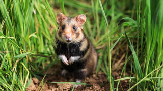 Ein Feldhamster sitzt im Gras. In Mannheim werden die flauschigen Nager regelmäßig ausgewildert.