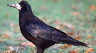 Eine Saatkrähe steht auf einer Wiese. Saatkrähen sind in Schwärmen auf Wiesen und Feldern, manchmal sogar mitten in den Großstädten anzutreffen.