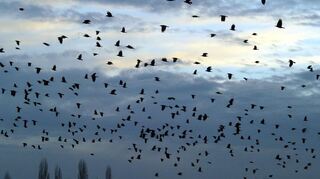 Saatkrähen treten in großen Schwärmen auf und fallen auf Feldern ein und fressen das Saatgut.