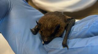 Die Fledermaus musste tierärztlich versorgt werden. Sie konnte nicht mehr aus eigener Kraft fliegen.