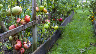 Tomaten brauchen zum Reifen mehr als 20 Grad Celsius.
