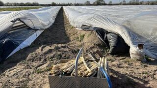Spargelproduktion ist teuer - Spargel wird meist mit der Hand geerntet, sodass viele Erntehelfer notwendig sind.