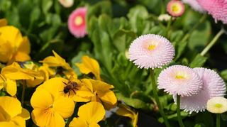 Eine Biene sammelt Nektar auf den Blumen eines Blumengeschäfts in Travemünde.