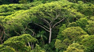 Mehrere Millionen Hektar Wald gehen Umweltschützern zufolge Jahr für Jahr verloren. Um die europäische Entwaldungsverordnung, die dem entgegenwirken will, ging es jetzt unter anderem im Rosengarten.