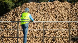 Ein Südzucker-Mitarbeiter am Standort Offenau bei Heilbronn begutachtet einen Berg Zuckerrüben.