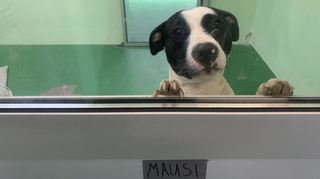 Wem da nicht das Herz aufgeht, der hat für Hunde keines: Ein Staffordshire-Mischling in einem der neuen Quarantäne-Zwinger.