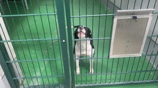 Fast jeder Hund, der im Mannheimer Tierheim landet, kommt für medizinische Untersuchungen zunächst mal in Quarantäne. In der Regel nur für wenige Tage, bei Tieren aus dem Ausland mit möglicherweise ansteckenden Krankheiten kann das aber auch mal bis zu drei Monate dauern.