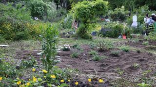 Mannheim und Ludwigshafen sind die beiden deutschen Städte mit dem geringsten Anteil an nicht-versiegelten Flächen. Das studentische Projekt „Greenscape“ will mit mehr Grün das lokale Mikroklima verbessern.