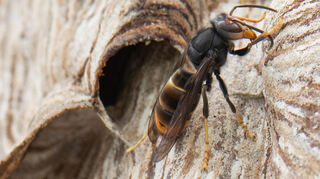 Eine Asiatische Hornisse sitzt auf ihrem Nest. Die Asiatische Hornisse gilt als invasive Art, ihre Stiche sind deutlich schmerzhafter als die heimischer Insekten.