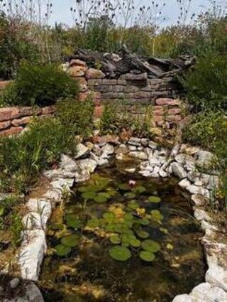 Der Teich in Mannheim ist eine wichtige Oase für Vögel, Amphibien und Libellen.