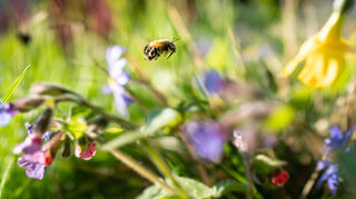 Eine Wildbiene bei der Futtersuche durch eine Blumenbeet.