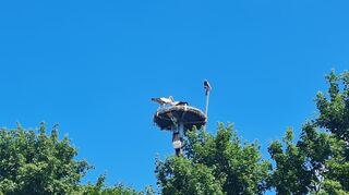 Von Weitem kann man das Nest sehen und die Kamera, die alles für YouTube mitfilmt.