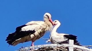 Das Storchenpaar auf dem Nest über den Dächern von Wallstadt.