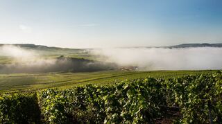Weinbaugebiet in der Champagne: Das Klima muss passen, damit die Reben gedeihen.