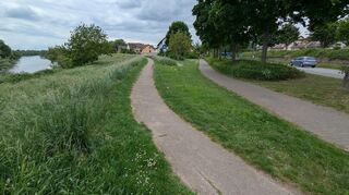 Blick auf den Damm in Ilvesheim, links ist der Alt-Neckar zu sehen, rechts die Ladenburger Straße, die später zur Schlossstraße wird. Das neue Grünflächenkonzept soll die Verkehrssicherheit gewährleisten, ohne zugleich zu viel zu mähen und damit unter anderem Insekten den Raum zum Leben zu nehmen.