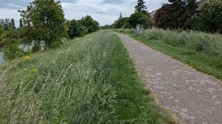 Der Neckardamm in Ilvesheim ist ein beliebter Ort für Spaziergänger und Teil des neuen Grünflächenkonzepts.
