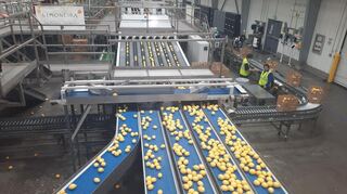 Auf diesem Laufband bei Limoneira werden die gewaschenen Zitronen, nach Größe unterschieden, zur Verpackung vorbereitet.