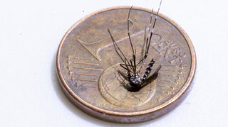 Die Asiatische Tigermücke ist eine zwischen zwei und zehn Millimeter große, auffällig schwarz-weiß gemusterte Stechmücke.