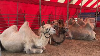30 Tiere beherbergt der Zirkus: neben Kamelen auch Pferde, Ponys und Esel.