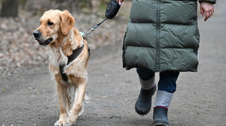 Hundesteuer: Nach einer Befragung in Biblis sind bereits 80 Hunde neu registriert worden.