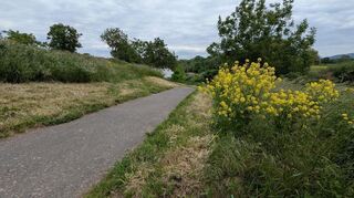 Der Beginn des Radwegs von Ilvesheim nach Ladenburg. Ein weiteres Problem ist der schlechte Zustand des Untergrunds.