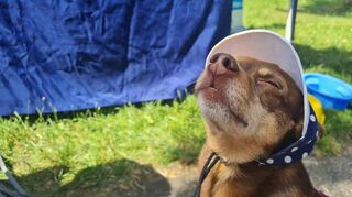 Chihuahua-Dame Ida trägt einen Sonnenhut.
