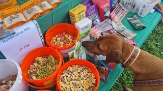 Ridgeback-Dame Shani beim Shoppen im Hunde-Wunderland