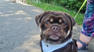 Ein Futterlauf ohne Mops ist möglich, aber sinnlos - das meint auch Dante, der altdeutsche Mops.