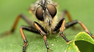 Faszinierende Details: Eine Raubfliege, die als Insektenfresser das Ökosystem im Lot hält.