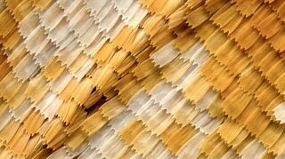 Das bloße Auge nimmt es nicht wahr: die Struktur eines Schmetterlingsflügels im Fokus des Fotografen, dem längst nicht nur Käfer vor die Linse flattern.