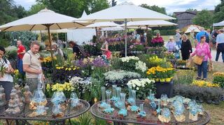 Bereits zum Auftakt der Gartenlust in Ladenburg gab es am Freitag ein reges Interesse der Besucher. Die Ausstellung der Baumschule Huben findet alle zwei Jahre statt und dauert noch bis Sonntag.