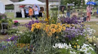 Gartenlust der Baumschule Huben: Blumen am Stand von Thomas Jantschke.