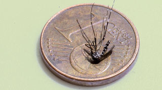 Die Asiatische Tigermücke ist als Überträger von Krankheitserregern wie beispielsweise dem Zika-Virus und dem Dengue-Virus bedeutsam.