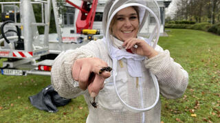 Im Kampf gegen die Asiatische Hornisse – hier mit betäubten Exemplaren: Nicole König.