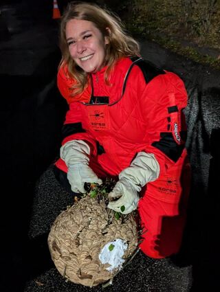 Geschafft, das Nest ist entfernt: Nicole König, Expertin für die Asiatische Hornisse.