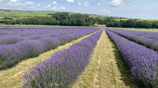 Ein Stück Provence in der Pfalz: eines der Lavendelfelder der Familie Gaul.