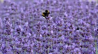 Auch Insekten lieben den Pfälzer Lavendel.