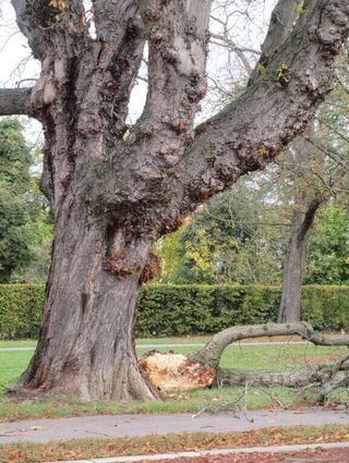 Dieser mächtige Ast ist von einem Baum im Schwetzinger Schlossgarten heruntergekracht.