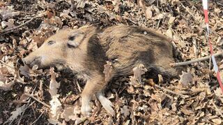 Ein verendeter Frischling, hier im Viernheimer Wald. In Mannheim wurden bisher alle mit ASP infizierten Tiere nördlich der A6 an der Grenze zu Hessen aufgefunden.