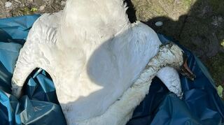 Dieser Schwan ist im Versickerungsbecken in Ilvesheim verendet.