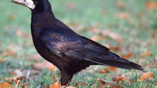Die Saatkrähe steht unter Naturschutz. Sie siedeln sich bevorzugt in der Nähe des Menschen an.