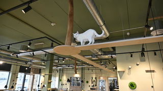 Hedwig auf dem Catwalk: In Heidelberg hat am Montag ein "Katzentempel" eröffnet. Hier kann im Beisein von sechs Katzen gespeist werden. Sofern sich die Tiere aus der Deckung wagen.