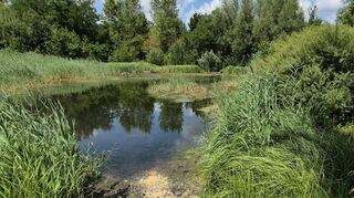 Das Versickerungsbecken in Ilvesheim ist offenbar kein gesunder Lebensraum für Wasservögel.
