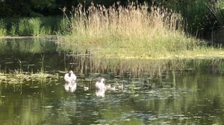 Im vergangenen Mai war die Ilvesheimer Schwanenfamilie noch wohlauf.