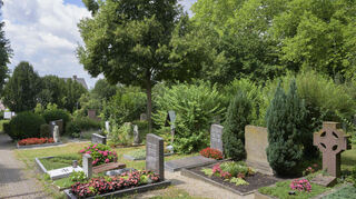 Dachs-Dilemma auf dem Friedhof in Heidelberg-Handschuhsheim. Immer wieder graben die Tiere in Gräbern auf der Nahrungssuche.
