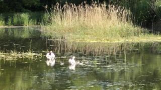 Im Versickerungsbecken im Mahrgrund in Ilvesheim hatte sich das Drama um die Schwäne abgespielt.