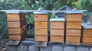 Mit Ausnahme dieser Honigbienen-Völker von Imker Frank Trublereau leben aktuell nur noch Wildtiere auf dem rund 3000 Quadratmeter großen Vereinsgelände.
