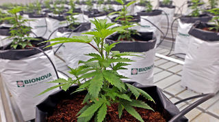 Darf das? Ja, das darf – alles genehmigt: Beim CSC Grüne Liebe in Mannheim wachsen erstmals Cannabispflanzen. Hier sieht man den Growroom des Vereins, der sich liebevoll um die Vereinspflanzen kümmert.