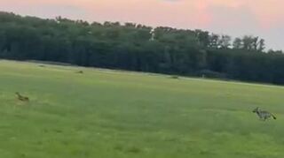 Ein Wolf jagt auf einer Wiese in der VG Offenbach einem Reh hinterher. Ein Bild aus einem Video, dass dem KLUWO aus der örtlichen Jägerschaft übermittelt wurde.