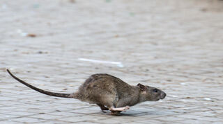 Ratten verbreiten sich dort, wo sie Nahrung und Unterschlupf finden. (Symbolbild)